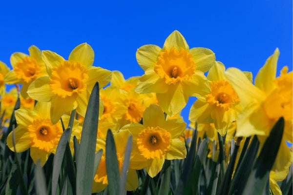 What Is the Birth Flower for March? A bunch of daffodils with a bright blue sky in the background.