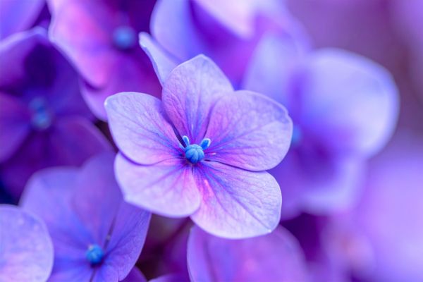 What Is the February Birth Month Flower? Rivaex Clothing Blog Featured Image