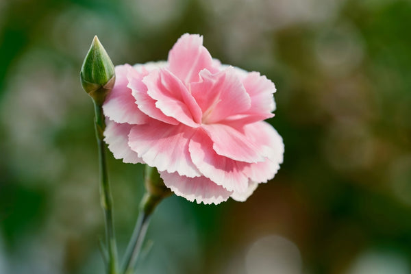 What is the January birth month flower? Pink carnation flower standing still in a field. Featured Image